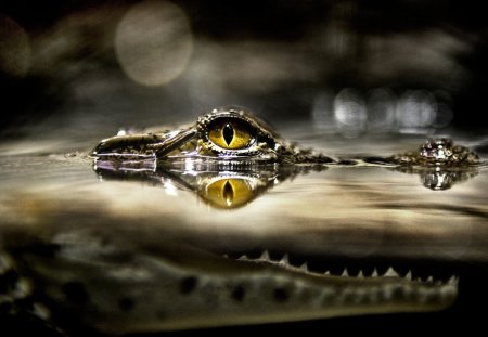 alligator eye - water, eye, alligator, yellow