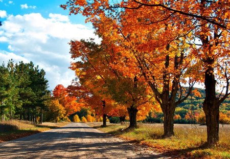 country road in autumn - trees, autumn, road, colors, leaves