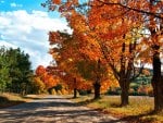 country road in autumn