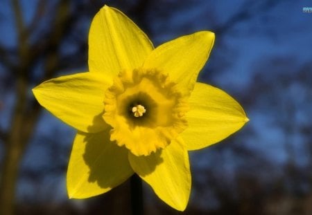 The Happy Daffodil - spring, flower, nature, daffodil