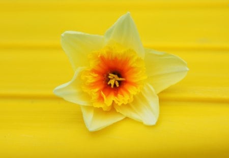 Yellow On Yellow - bench, flower, yellow, daffodil