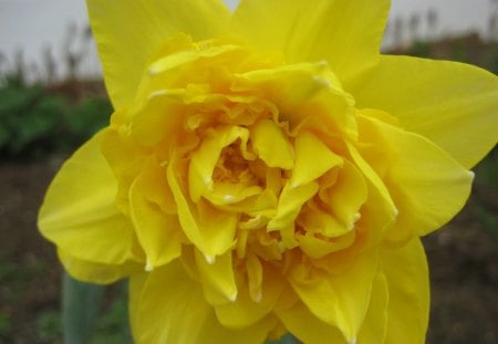 The Daffodil - flower, yellow, nature, daffodil