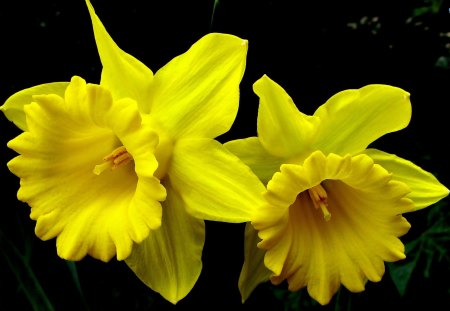 The Two Radiant Daffodils - daffodils, flowers, radiance, spring