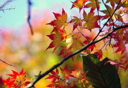 Painted Leaves - leaves, nature, yellow, red