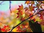 Painted Leaves