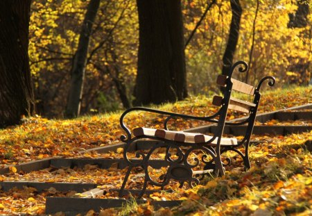 Beautiful View - view, autumn, forest, beautiful, relax