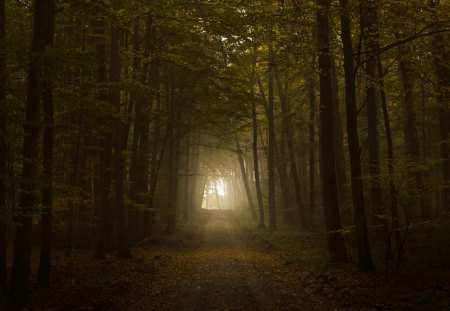 Beautiful Forest - beautiful, mystery, nice, forest, light, tree