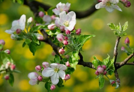 PEACH BLOSSOMS - flowers, trees, blossoms, fruit, springtime, spring, seasons, life