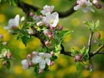 PEACH BLOSSOMS