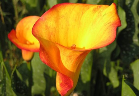 GOLDEN TRUMPETS - arum lily, yellow, leaves, summer, gardens, flowers, plants, gold