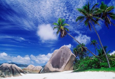 BLUE SKY DAY - beach, shoreline, trees, blue and white, summer, rocks, clouds, palmtrees, sand, sea