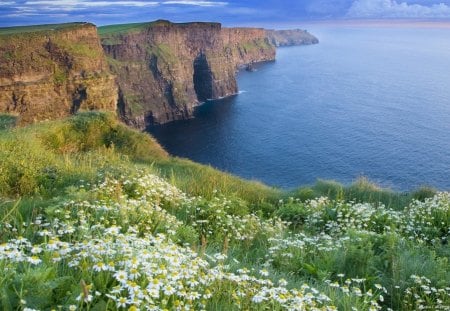 DAISY VIEW - fields, water, waves, oceans, flowers, daisies, grass, horizons, sea, cliffs