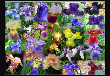 Iris collage for Rita - collage, flowers, colors, iris