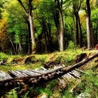 broken log footbridge