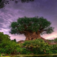 big fat tree hdr