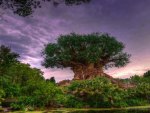 big fat tree hdr