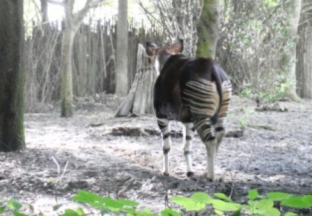 Zoo with the Okapi - trees, white, green, okapi, zoo