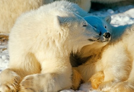 Polar Bears in Love - love, polar, bears, beautiful