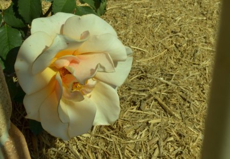 Cream Rose - cream, pretty, photography, rose, flower