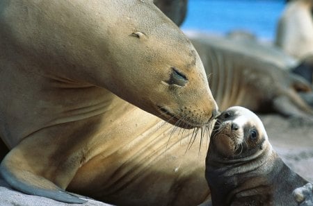 Sea Lion - sea lion, mom, love, babie