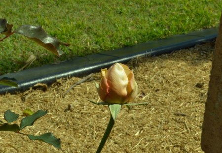 Tea Coloured Rose - nature, rose, flower, photography