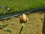 Tea Coloured Rose