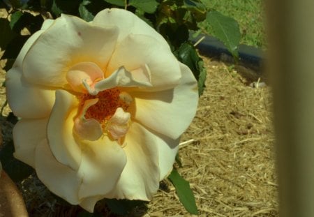 Beautiful Rose - nature, rose, flower, photography