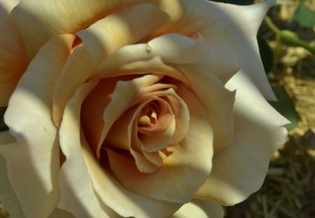 Pretty Rose - nature, rose, flower, photography