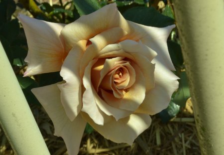 beautiful jail bird - photography, flower, nature, rose