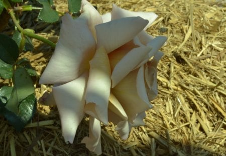 Rose - nature, rose, flower, photography