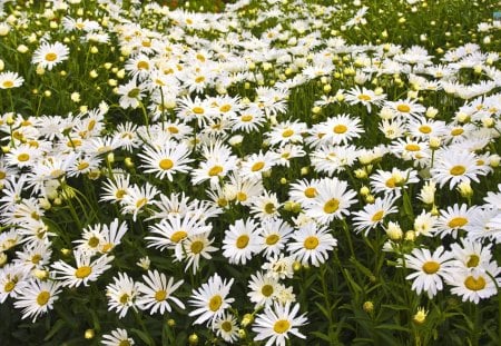 A Carpet of Daisies - flowers, daisies, nature, beauty