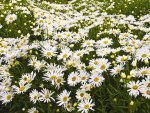 A Carpet of Daisies