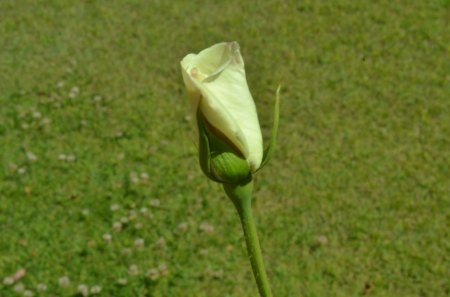 Rose Bud - rose, flower, nature, photography