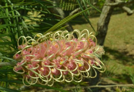 Beautiful Grevillea