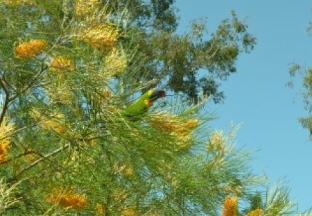 Rainbow Lorikeet - bird, rainbow lorikeet, flower, photography