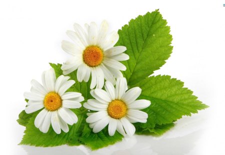 Lovely Daisies - daisies, flowers, lovely, nature