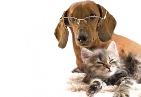 Cat and kitten - pet, animal, kitten, feline, dog, puppy, cat