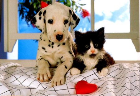 Friends forever - dog, friend, love, cat, pet, animal, kitten, feline, puppy