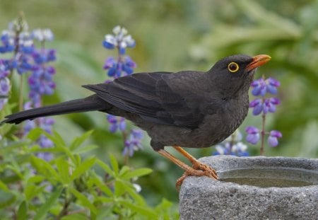 *** Beautiful Thrush *** - thrush, birds, animals, beautiful