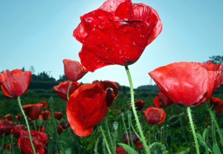 *** Red Poppies *** - nature, color, flawers, red