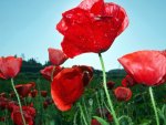 *** Red Poppies ***