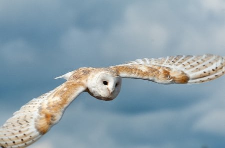 *** Owl in flight *** - flight, animals, birds, skay