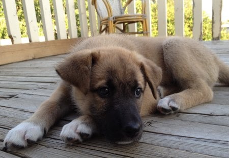 Zelda - german shepard, cute, puppy, dog