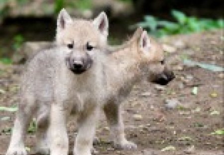 Two headed?? - headed, puppies, wolf, two