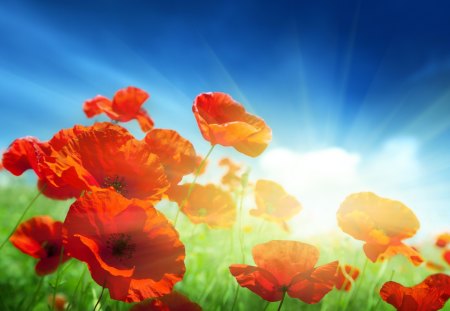 Poppies - poppies, summer, blue, splendor, flowers field, grass, flowers, sunrays, field of poppies, field, field of flowers, sky, sun, clouds, sunlight, poppy, beautiful, summer time, beauty, lovely, red flowers, poppies field, nature, rays, green, peaceful