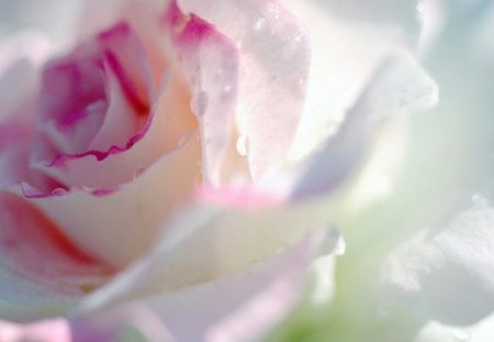 dream - white, pink, soft, dew, bud