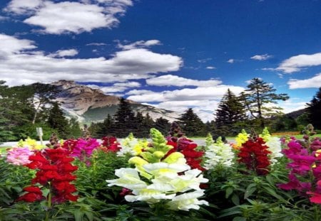 perfect day - foxglove, mountain, colorful, field, flower