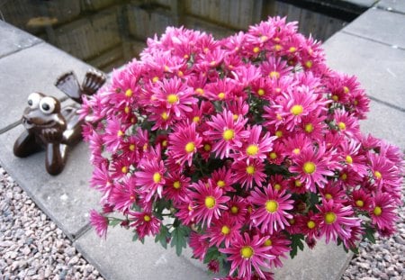 Chrysanthemum - frog, water, color, flowers, stones