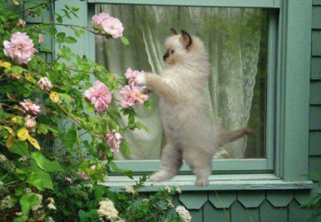 my roses - window, cat, roses, animals