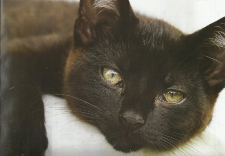 Napping - black, cute, bed, cat